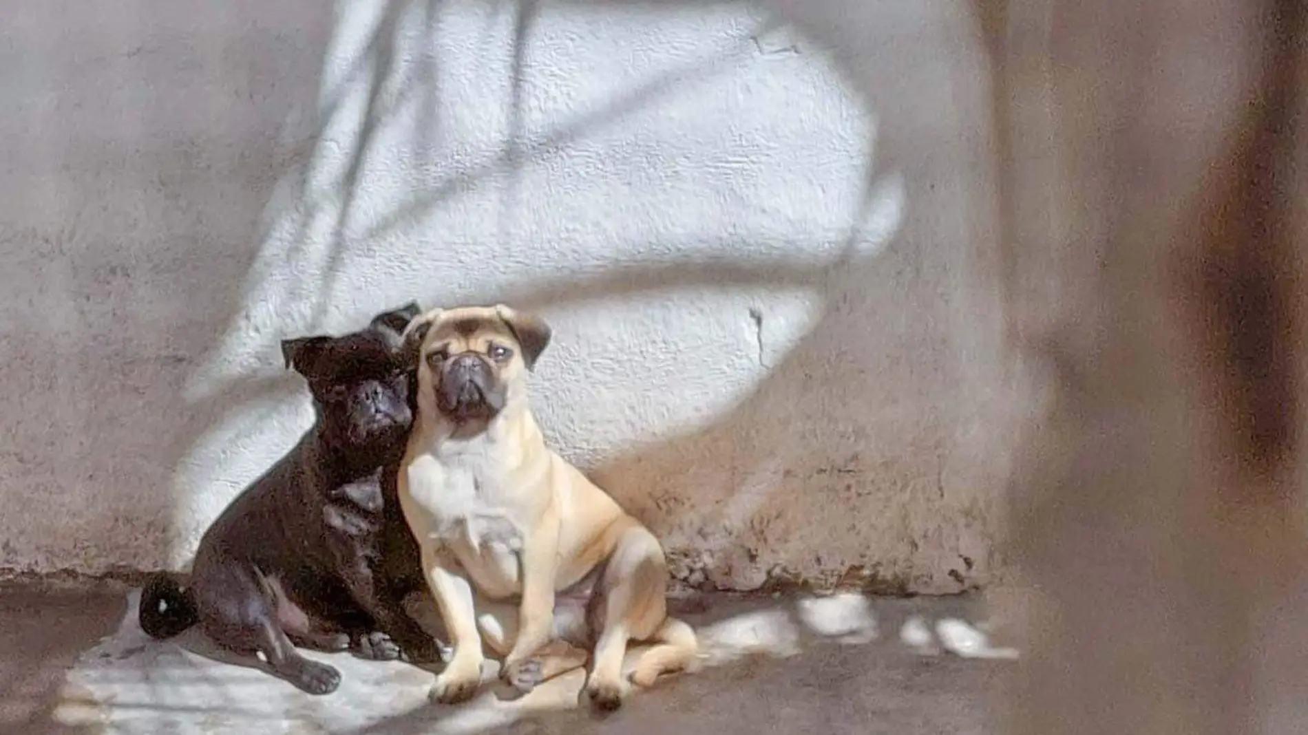 un par de pugs posando para la cámara